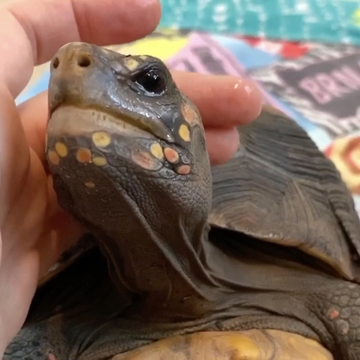 tortoise enjoys head pats