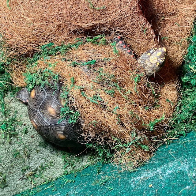 redfoot tortoise with coconut coir