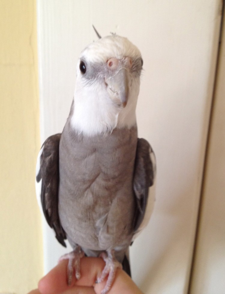 grey and white cockatiel