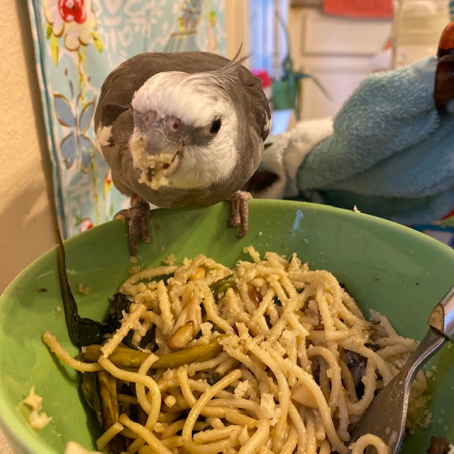 Cockatiel eats pasta