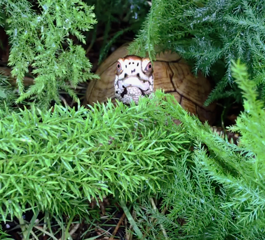 Box turtle in ferns