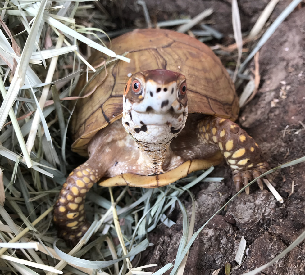 box turtle about to hibernate
