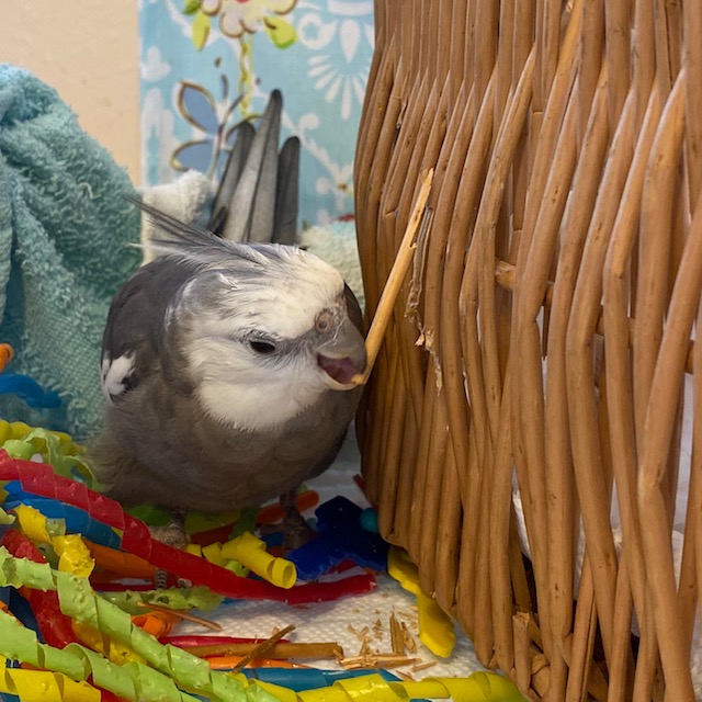 Cockatiel with wicker twig