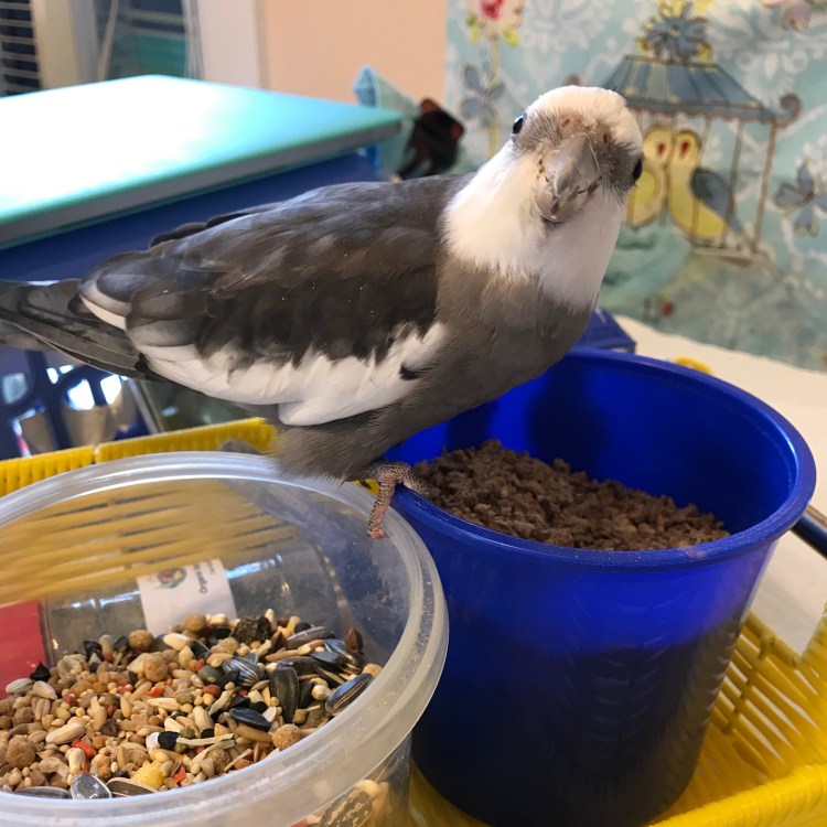 Cockatiel breakfast bowl 3