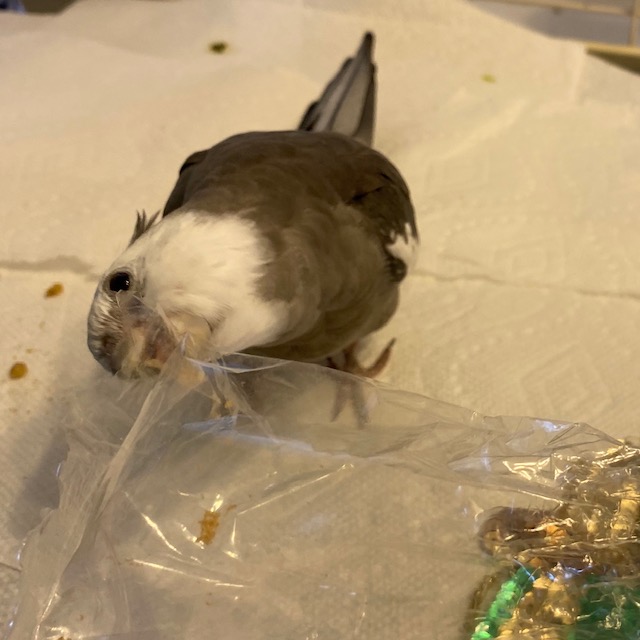 Cockatiel bites a plastic bag
