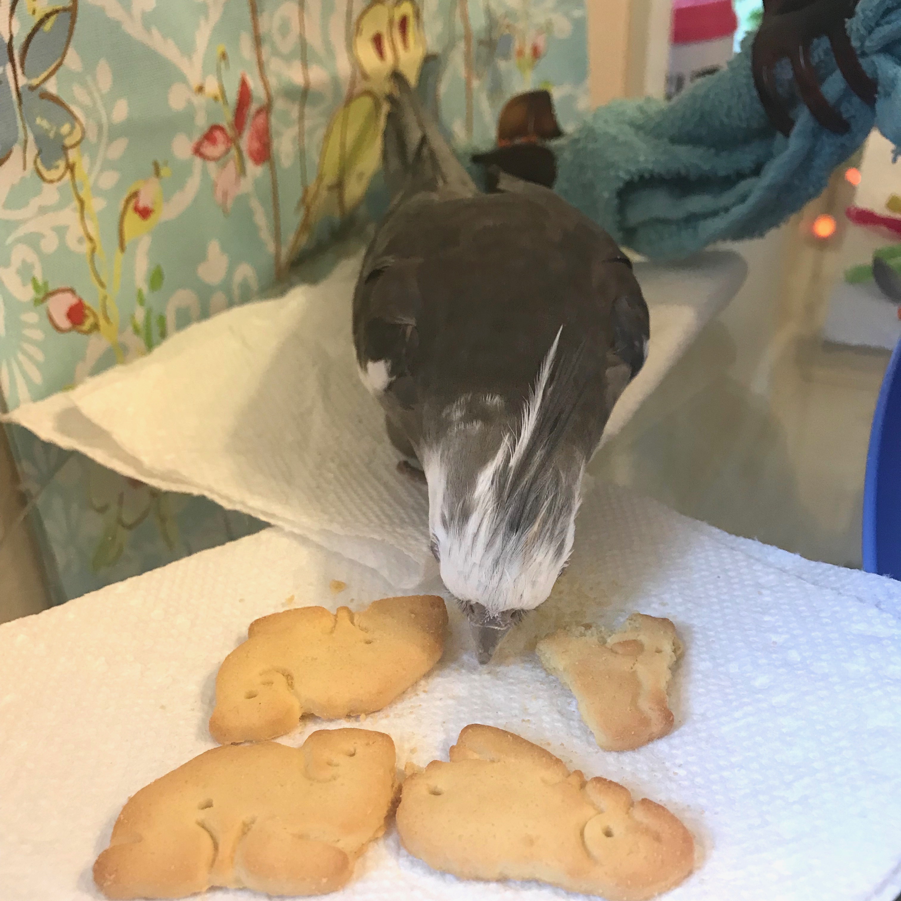 Animal crackers cockatiel 4