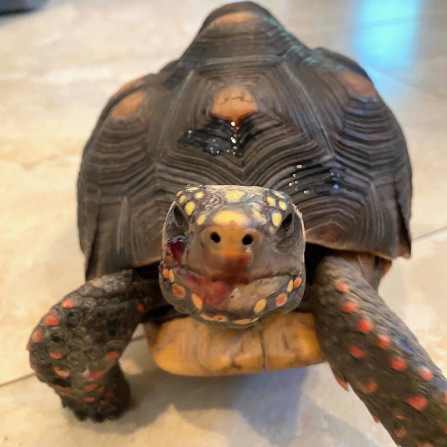 tortoise eating blueberries