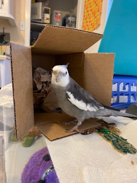 cockatiel stands by cardboard box