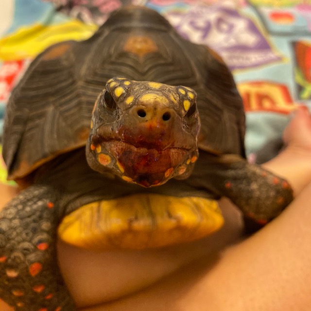 Redfoot tortoise eats blackberry
