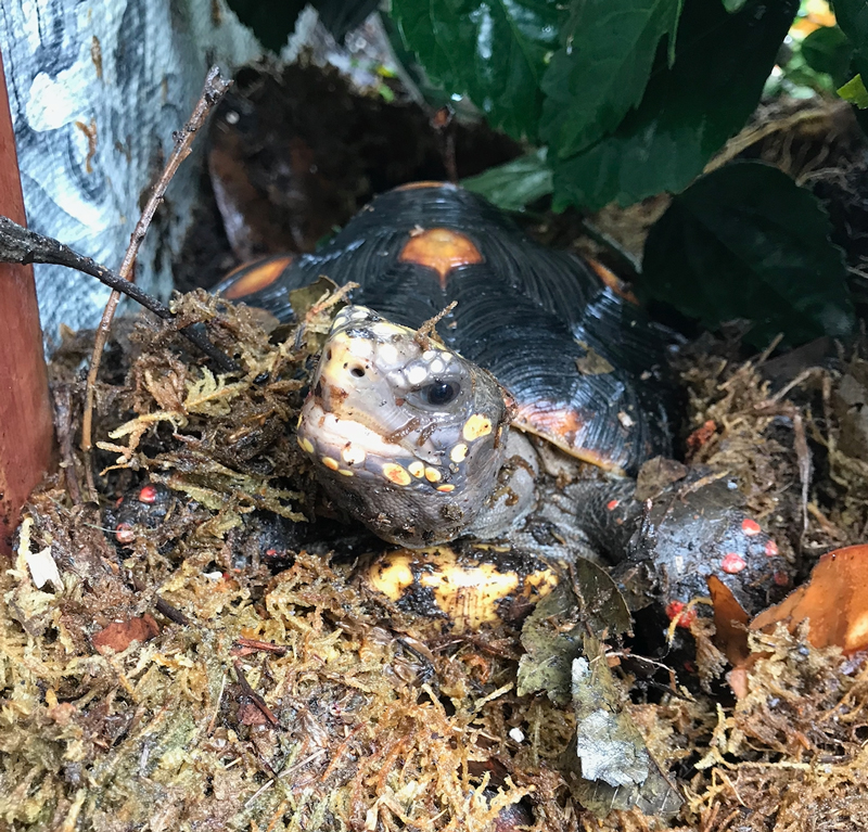 juvenile redfoot tortoise with sphagnum moss