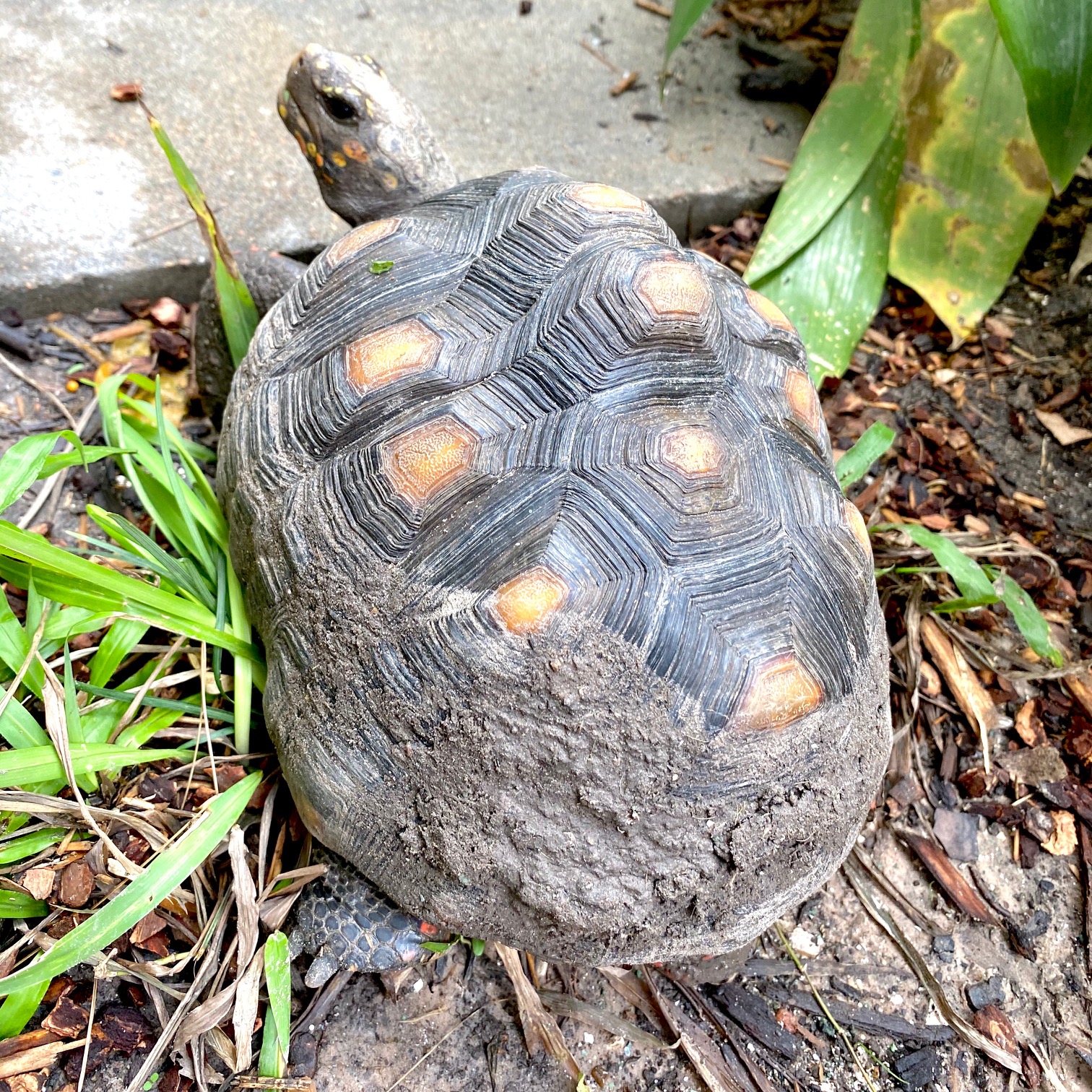 tortoise covered in mud