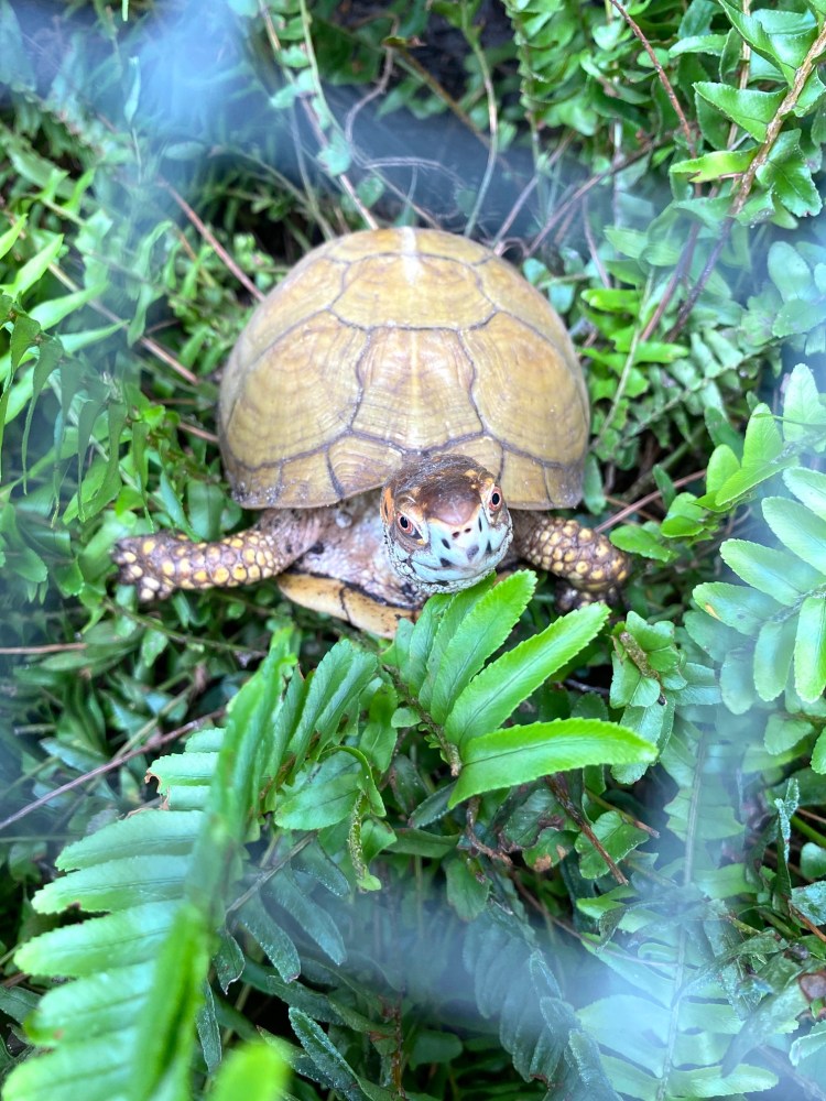 box turtle sits in fern