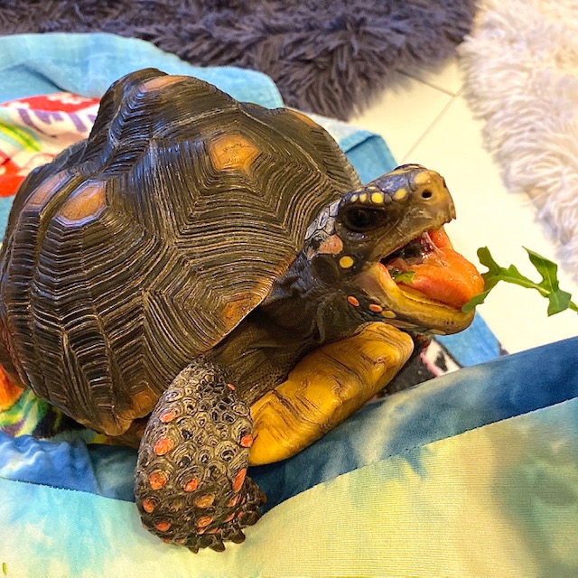 Redfoot tortoise opens mouth wide
