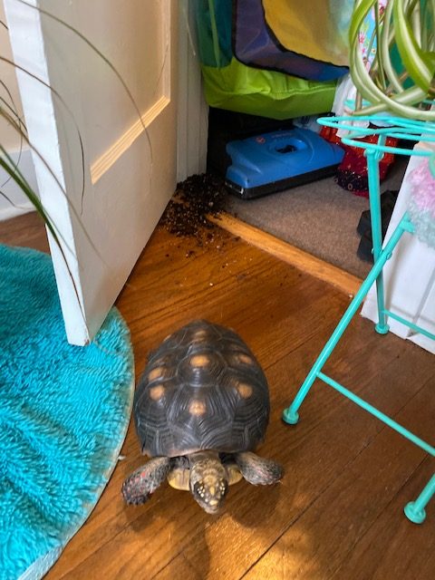 tortoise knocks over houseplant