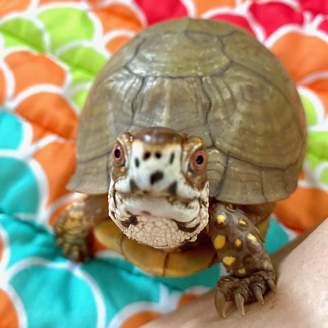 box turtle indoors