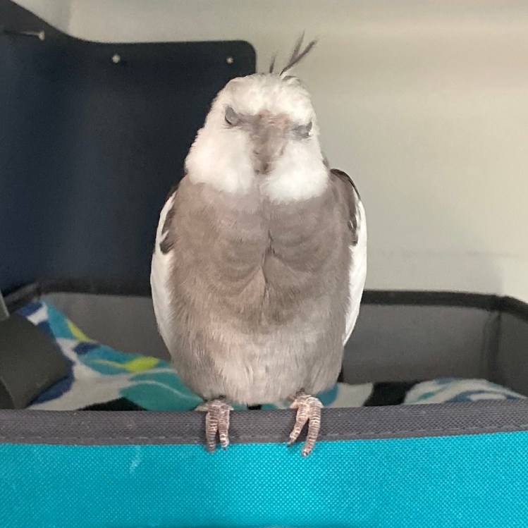 Cockatiel napping
