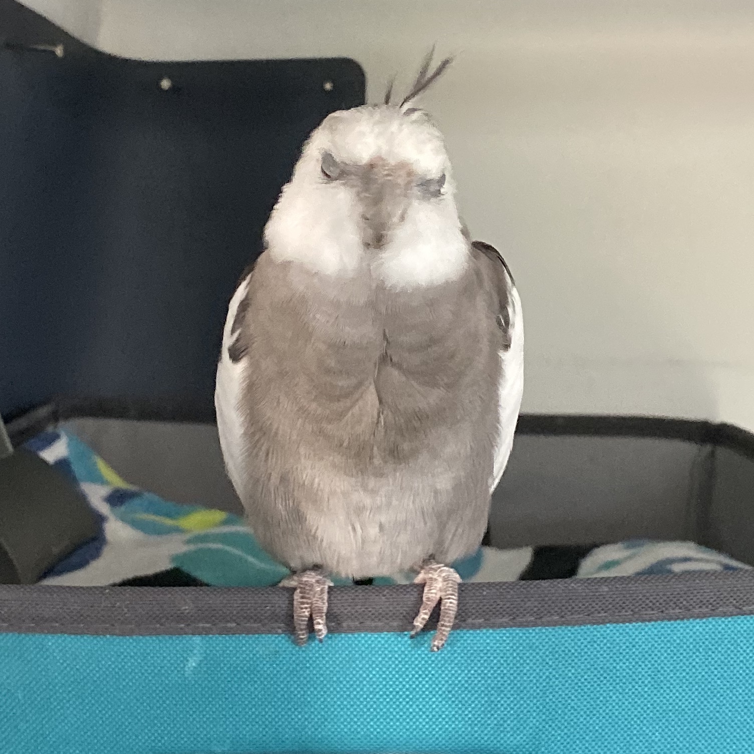 Cockatiel napping