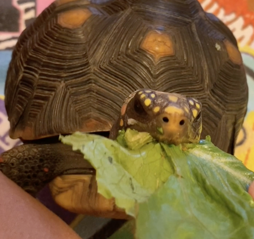 redfoot tortoise eats lettuce