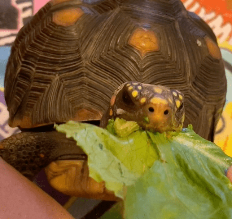 redfoot tortoise eats lettuce