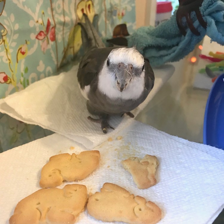 Animal crackers cockatiel 6