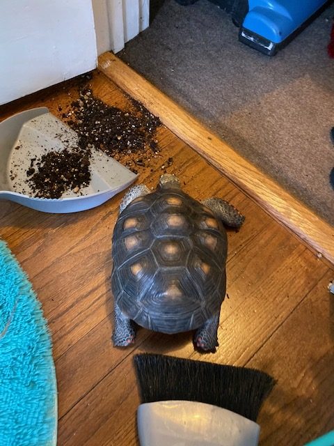 tortoise knocks over houseplant