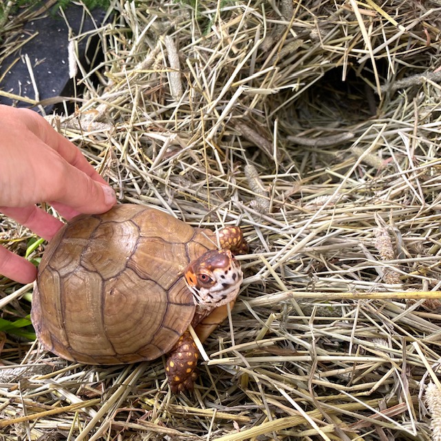 box turtle hay tunnel brumation