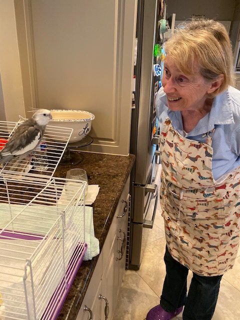 Cockatiel Grandma