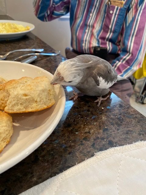 cockatiel tastes biscuit