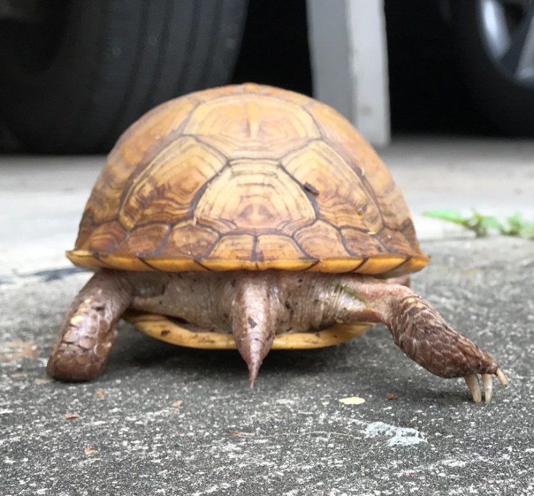 Bruce back legs box turtle