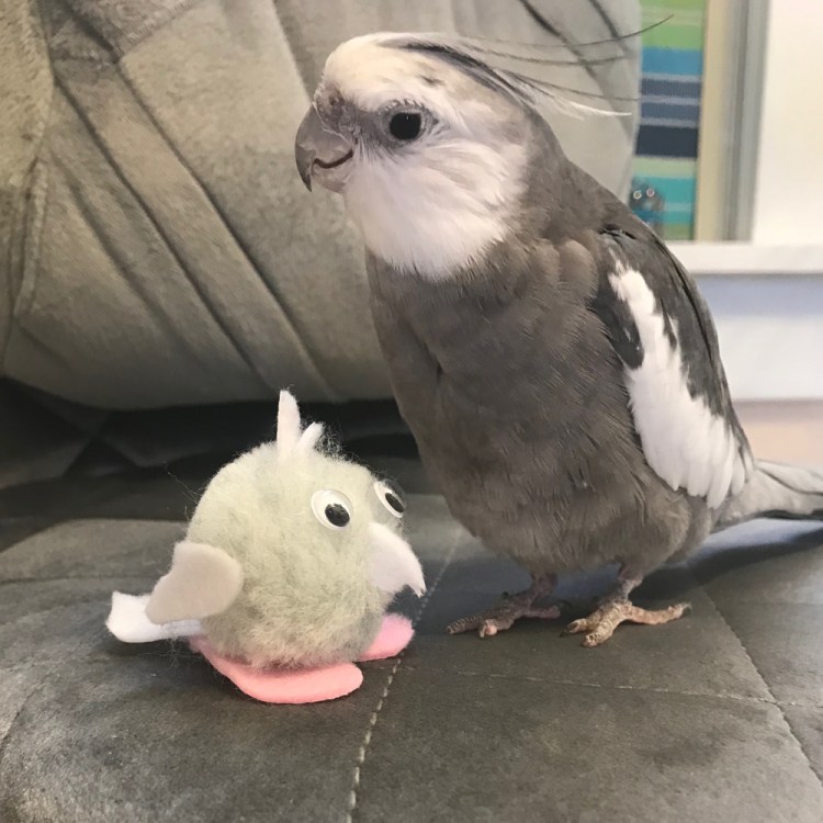 Cockatiel with Mini Pearl 1