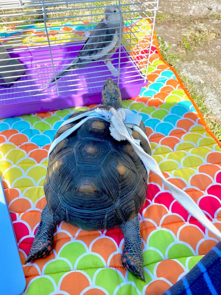 redfoot tortoise basking