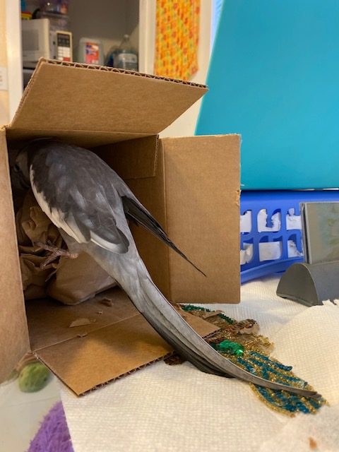 cockatiel climbs into box
