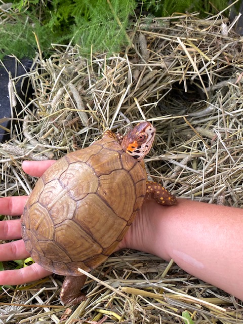 box turtle hibernation habitat