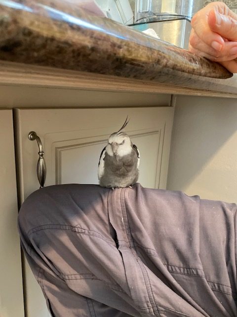 Cockatiel roosting