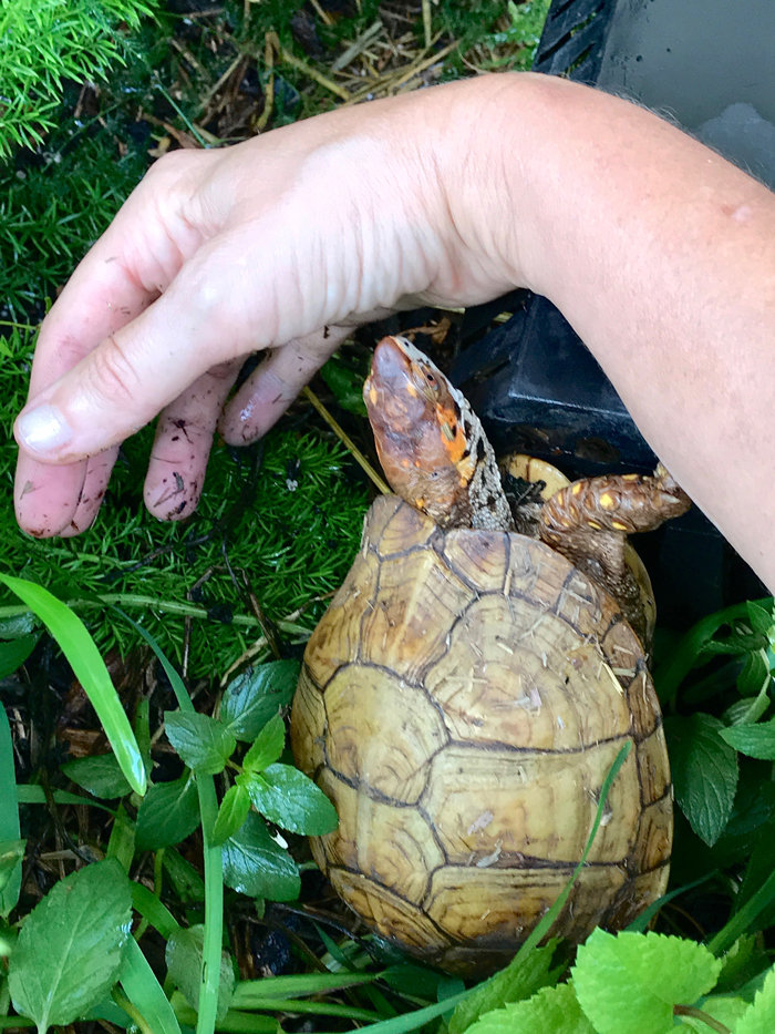 Box turtle meets hand 2