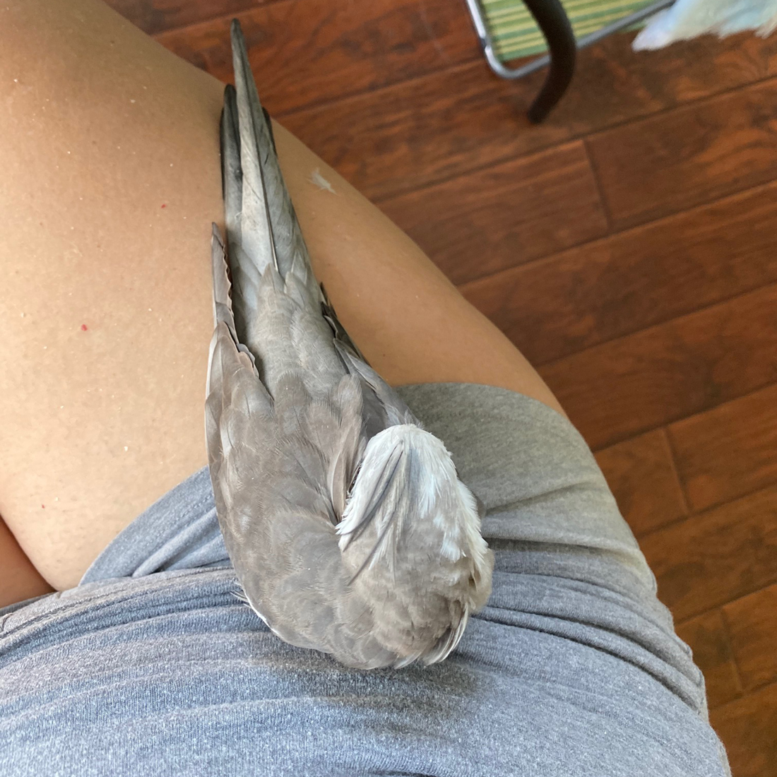 pet cockatiel napping on mom