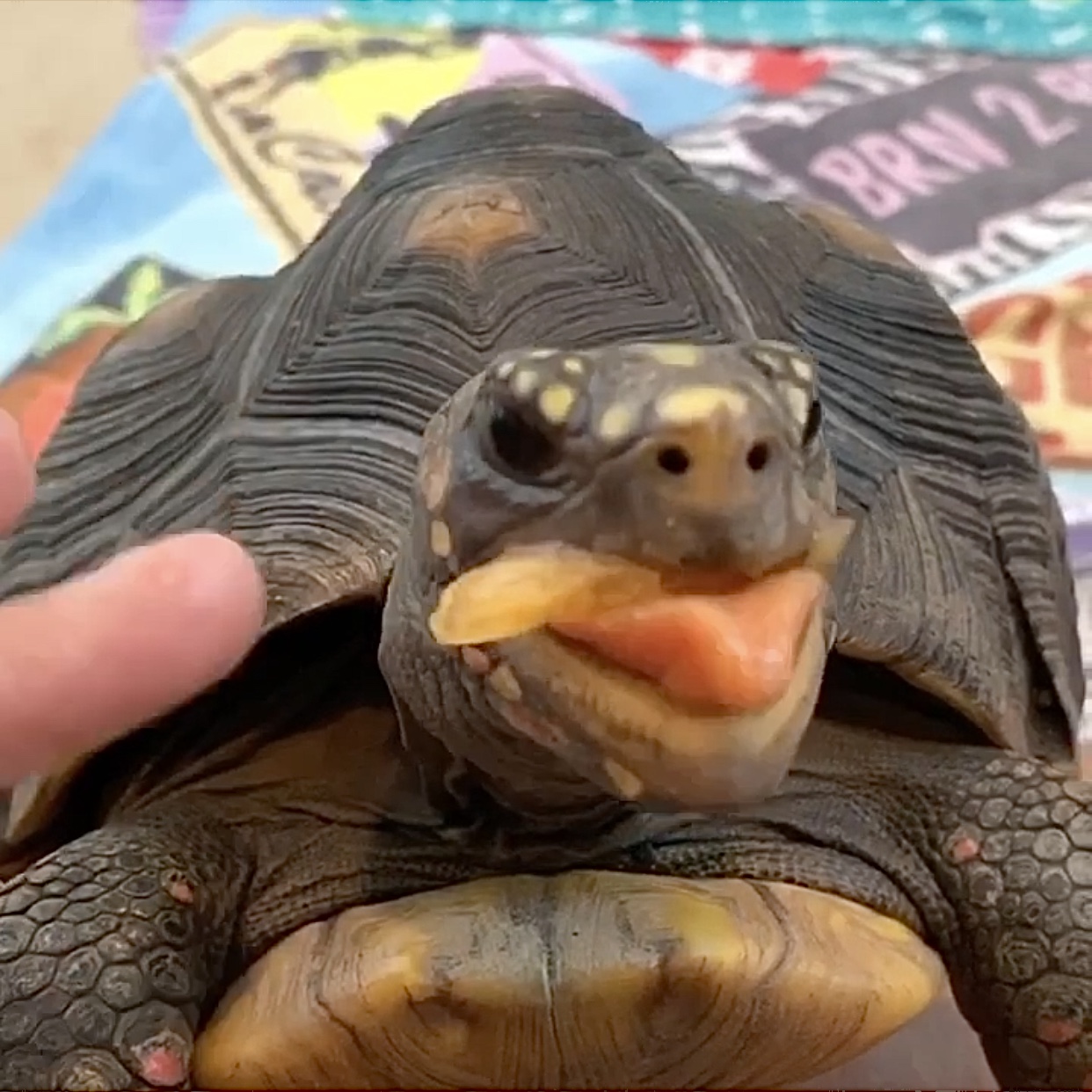 cute tortoise eats cantaloupe