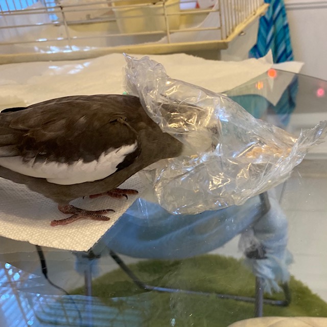 cockatiel with plastic bag