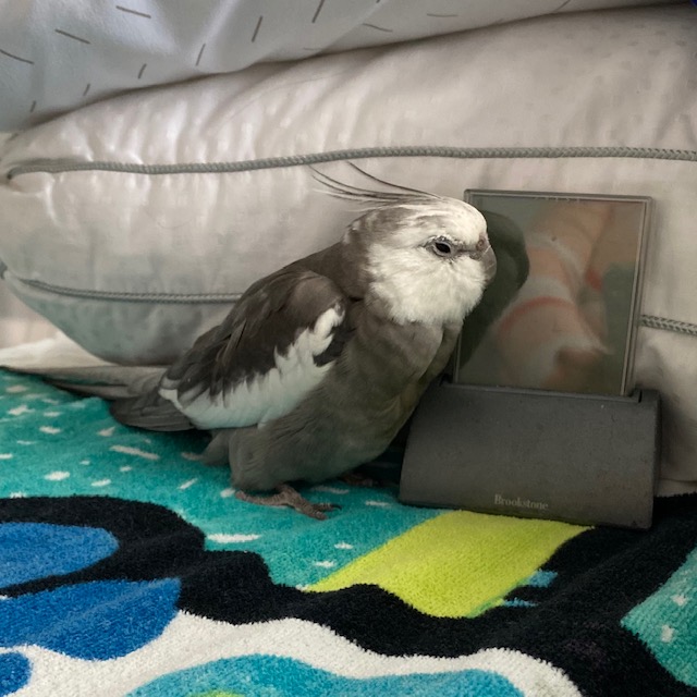 cockatiel with clock