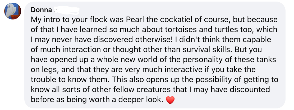 tortoise facebook comment