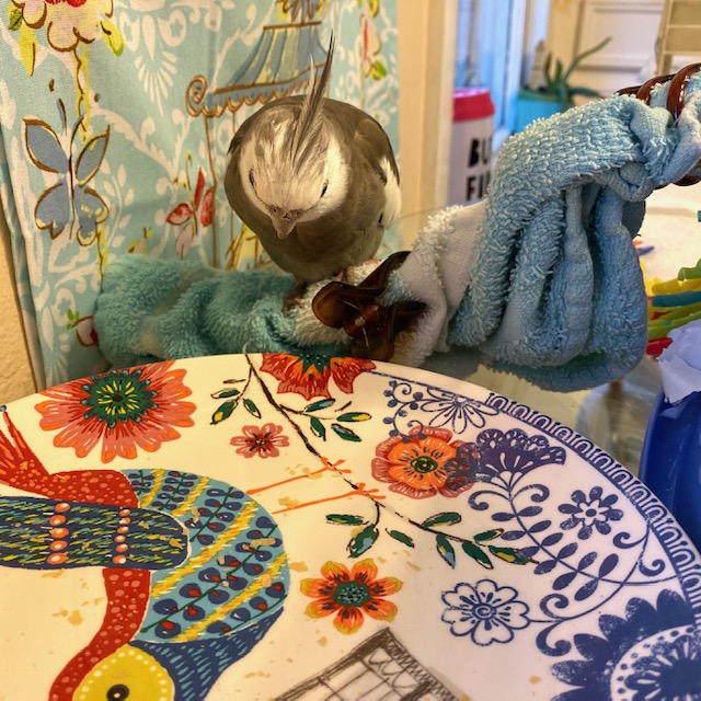 Cockatiel looks at empty plate