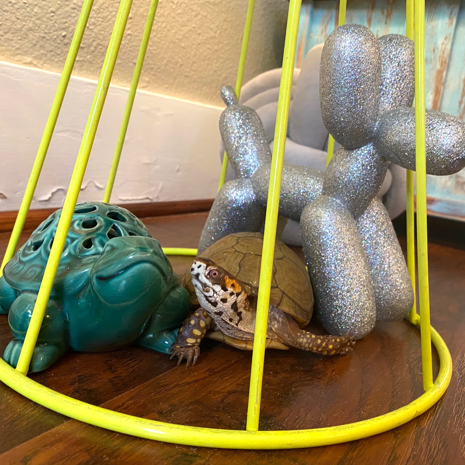box turtle under balloon animal