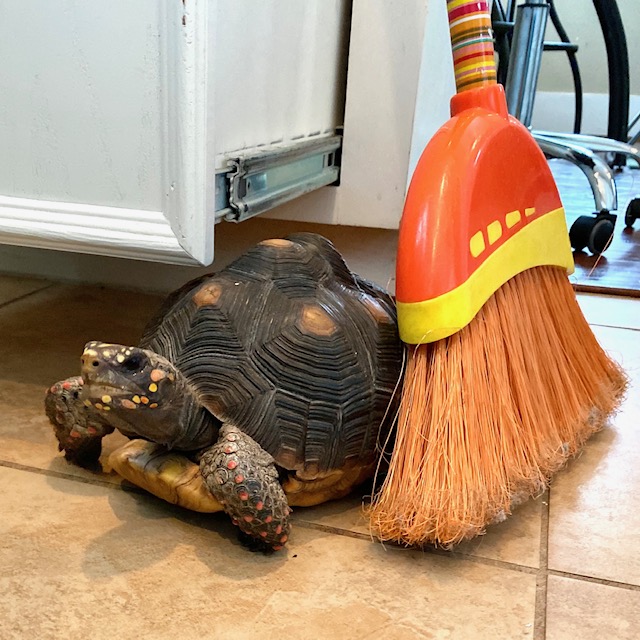 tortoise sits beside broom