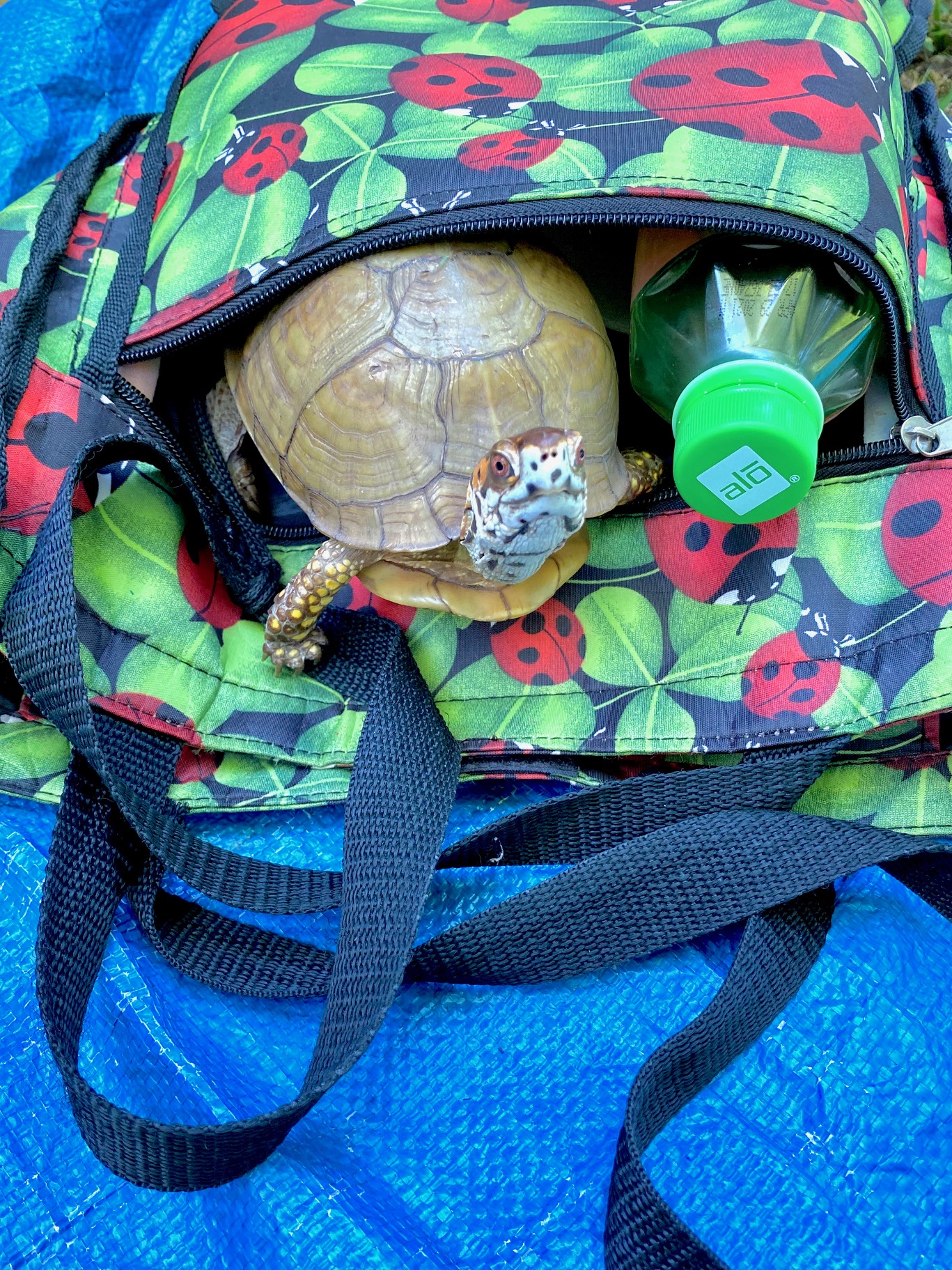 box turtle in ladybug bag