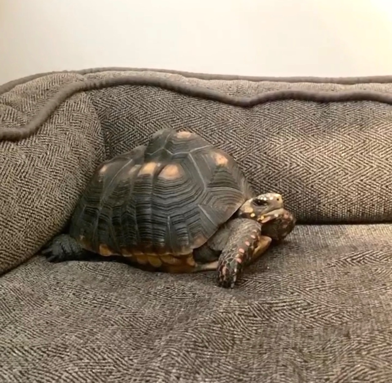 tortoise on dog bed