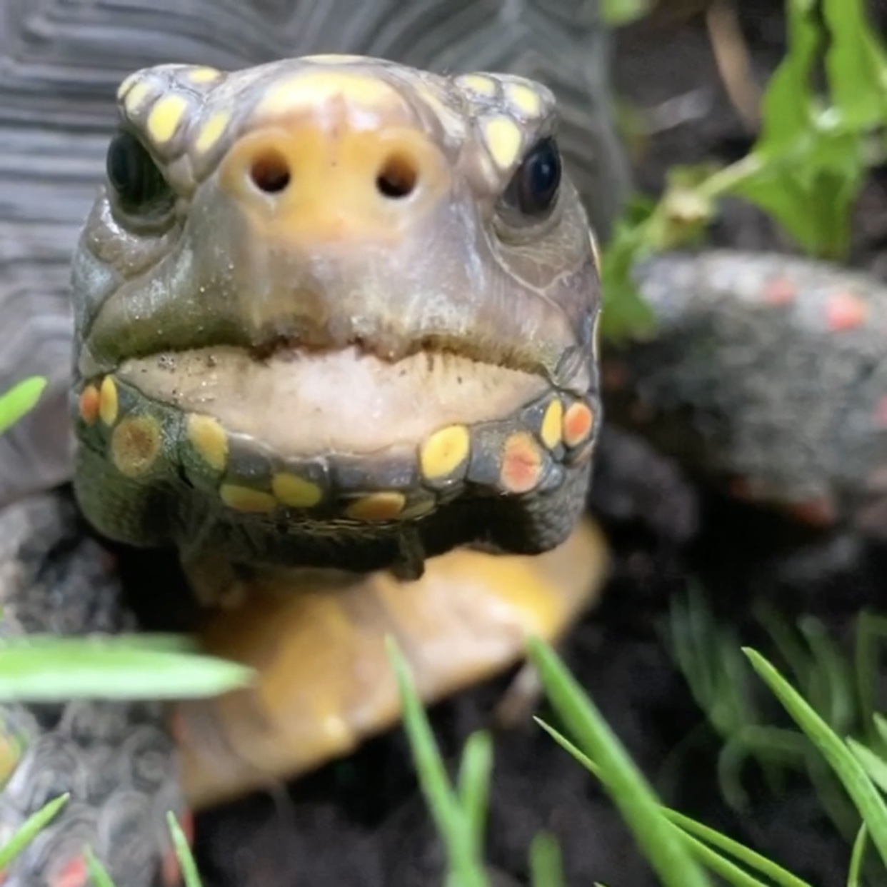 redfoot tortoise fangs