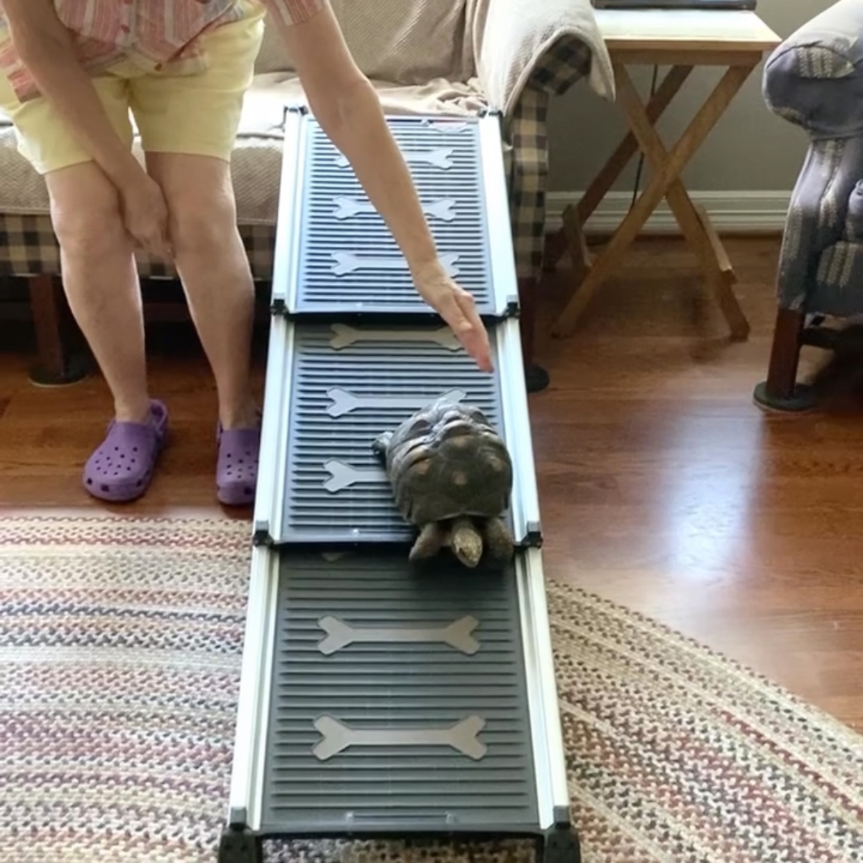 tortoise walks down dog ramp