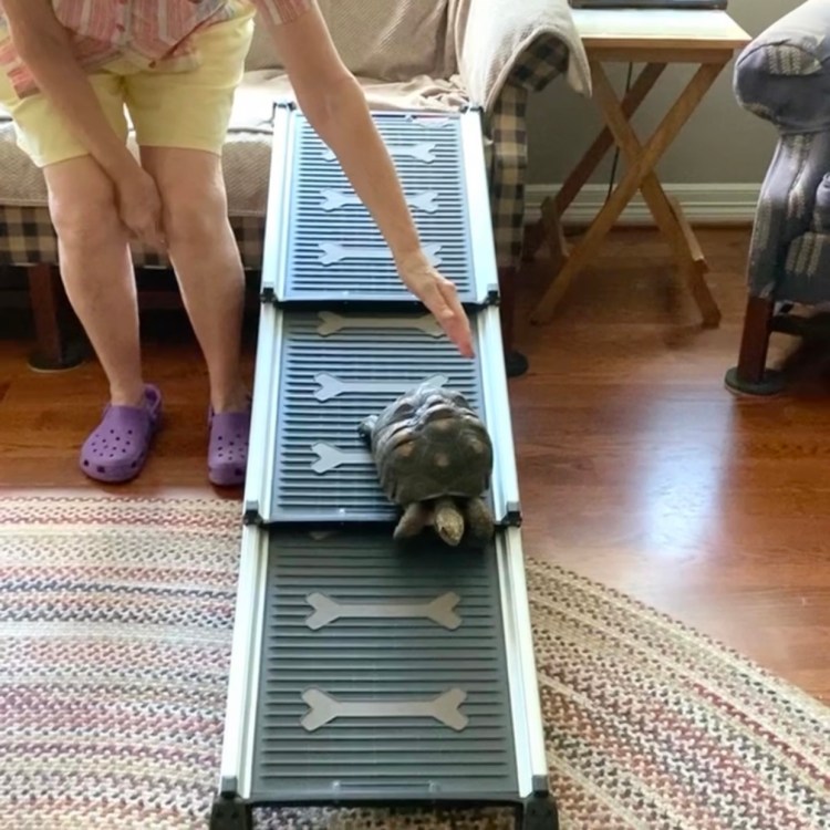 tortoise walks down dog ramp