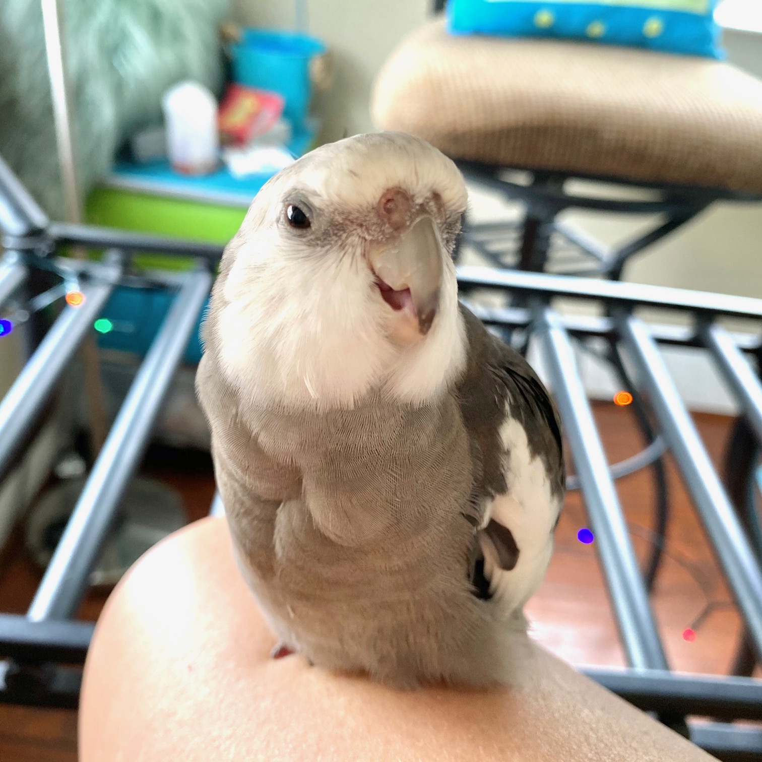 cockatiel biting