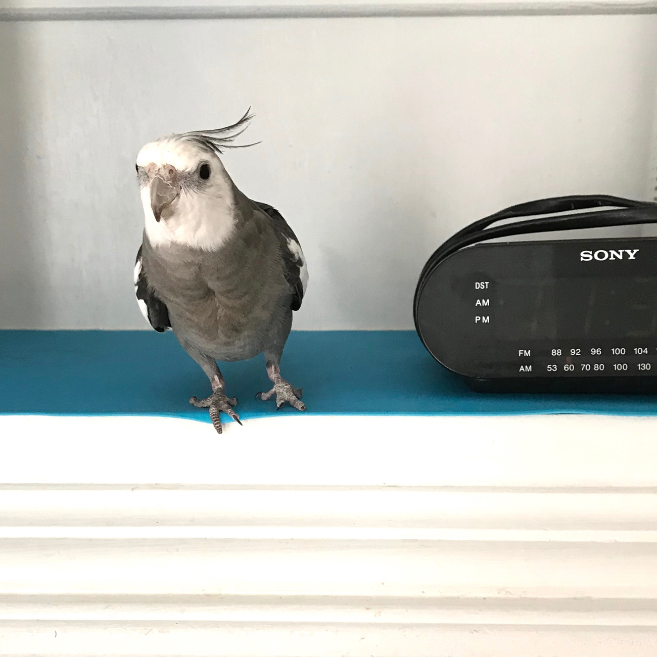 Cockatiel next to radio